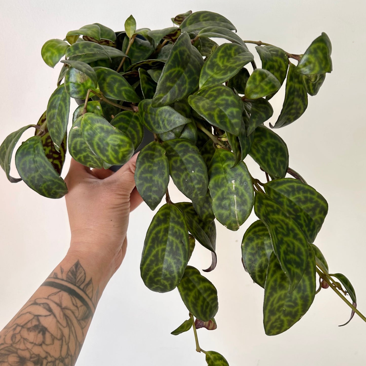Black Pagoda Lipstick Plant (Aeschynanthus longicaulis) 4”pot
