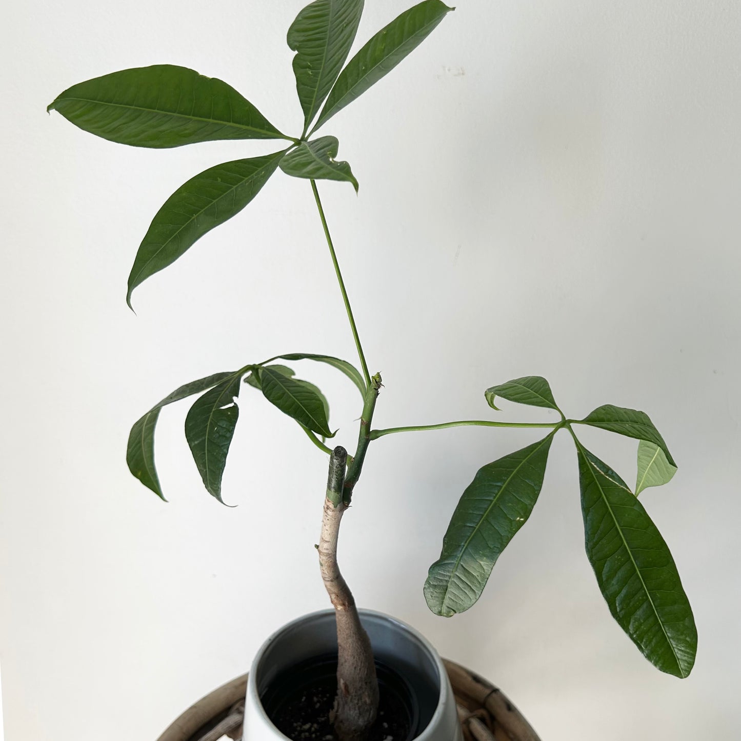Money Tree (Pachira aquatica) single stalk 4”pot