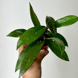 Hoya Pubicalyx Splash 3" pot