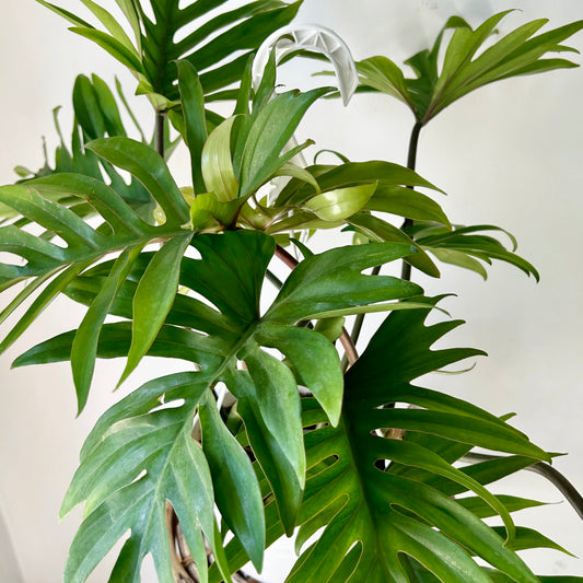 Philodendron mayoi 8”hanging basket