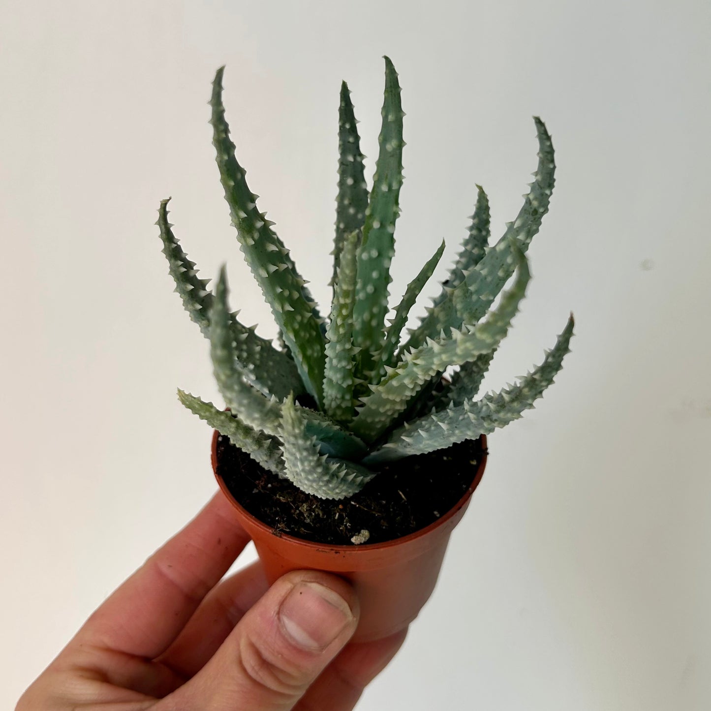 Spider Aloe (humilis) 2.5” pot