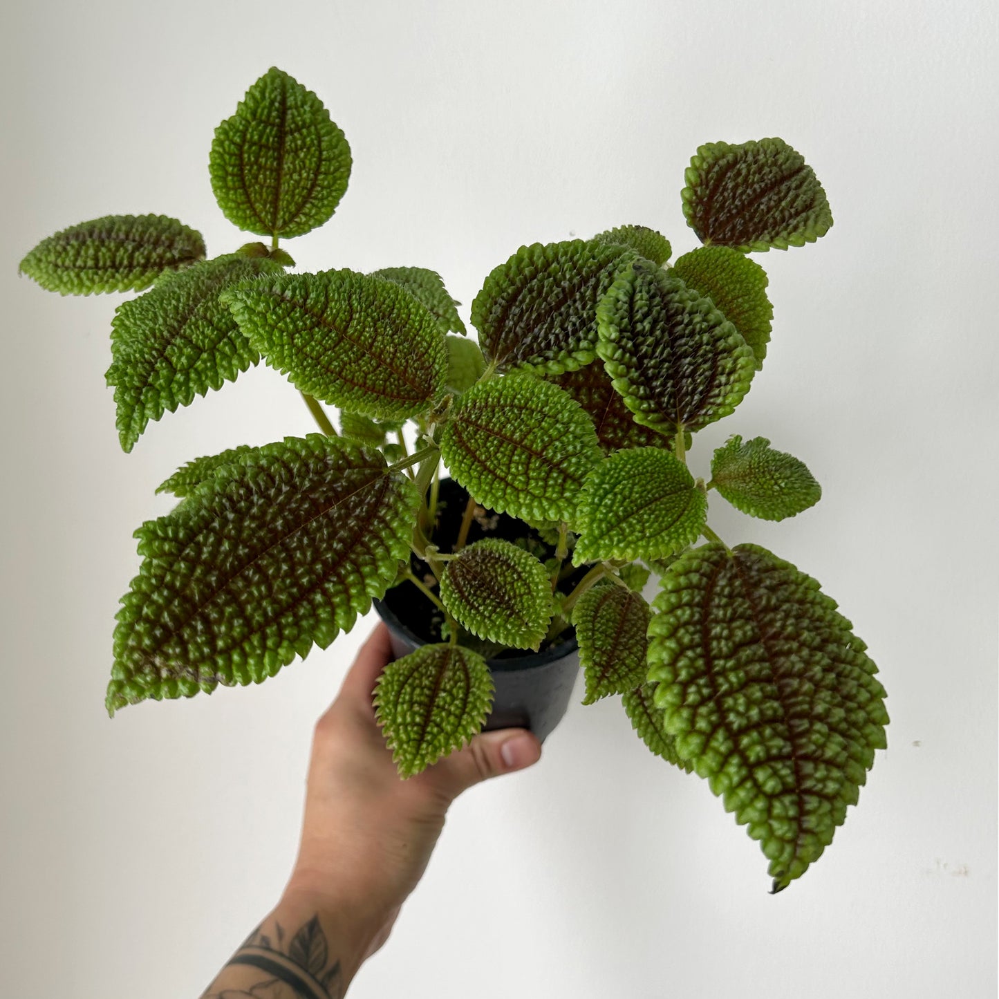 Pilea mollis “Moon Valley” 4” pot