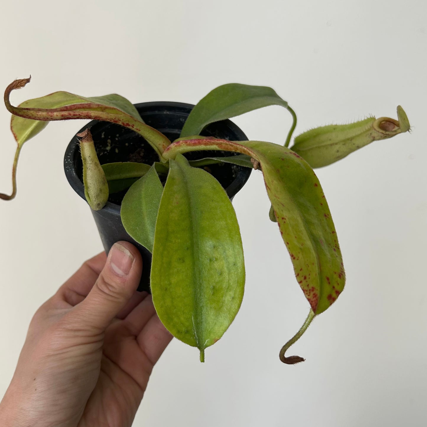 Nepenthes Dyeriana 3.5” pot