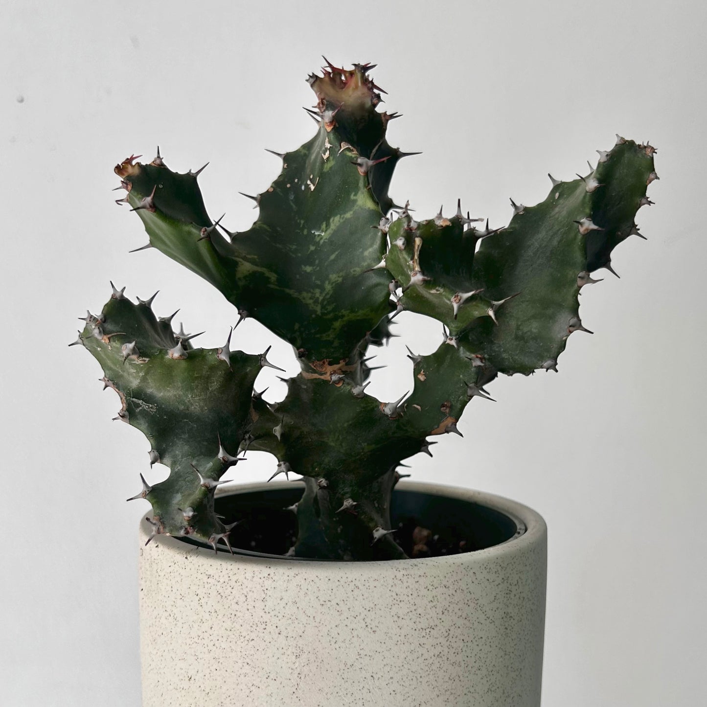 Spiral Euphorbia (tortilis) 4”pot