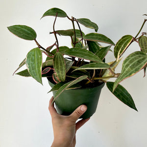 Hoya Macrophylla 6” pot