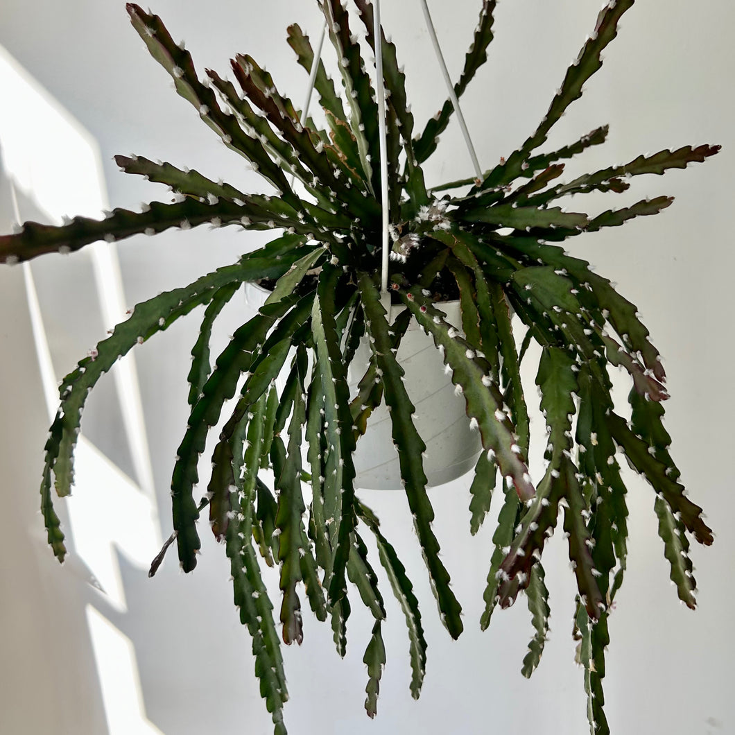 Hurricane Cactus ( Lepismium) 8” hanging basket