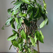 Load image into Gallery viewer, Epipremnum Pinnatum 8&quot; pot
