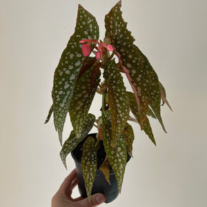 Begonia Maculata “Double Dot” 4” pot