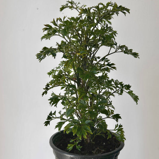 Parsley Aralia ‘Elegans’ (Polyscias fruticosa) 4” pot