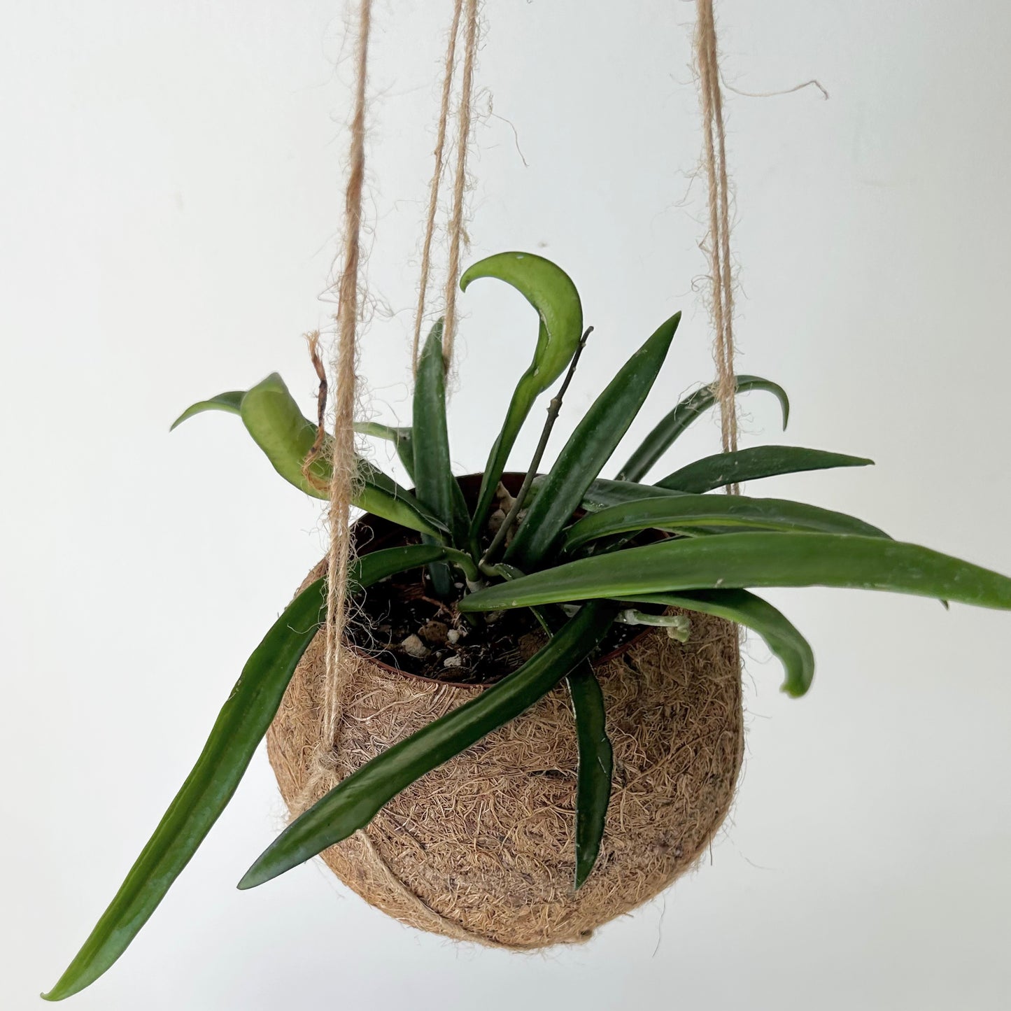 Suspended Kokedama Sphere (Plant included)