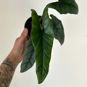 Alocasia heterophylla 4" pot
