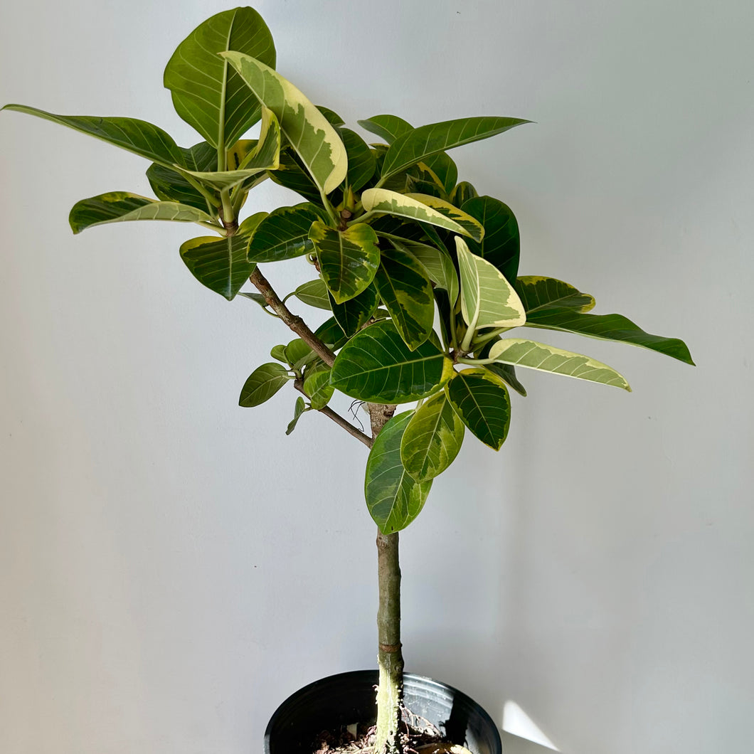 Ficus Altissima  approximately 3ft tall in 10” pot