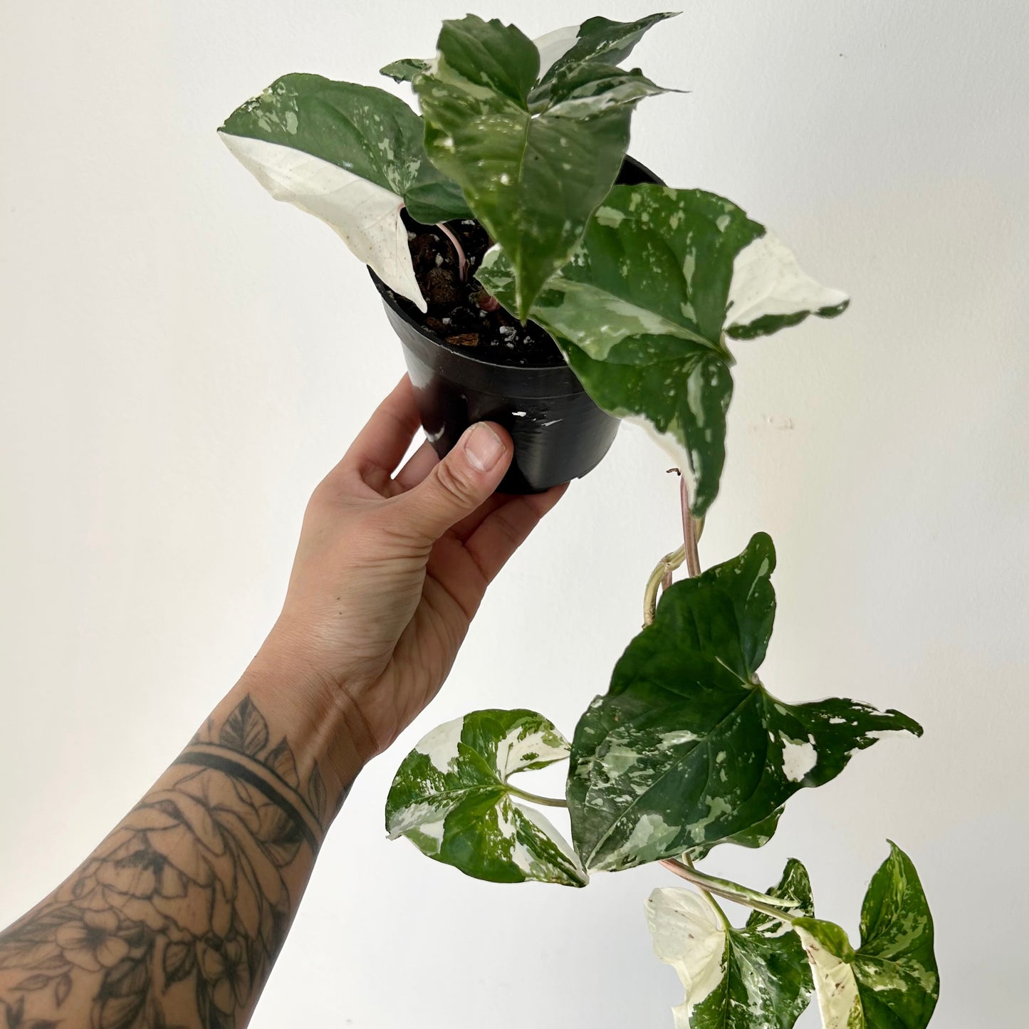Syngonium Podophyllum Albo Variegated 4” pot