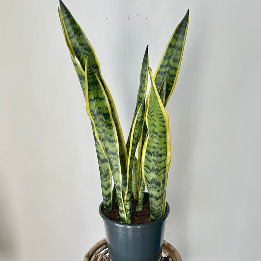Sansevieria Laurentii approximately 2.5 feet tall in 8”pot