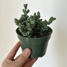 Load image into Gallery viewer, Ice Plant  (Corpuscularia Lehmannii) 4” pot
