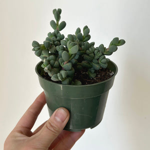 Ice Plant  (Corpuscularia Lehmannii) 4” pot