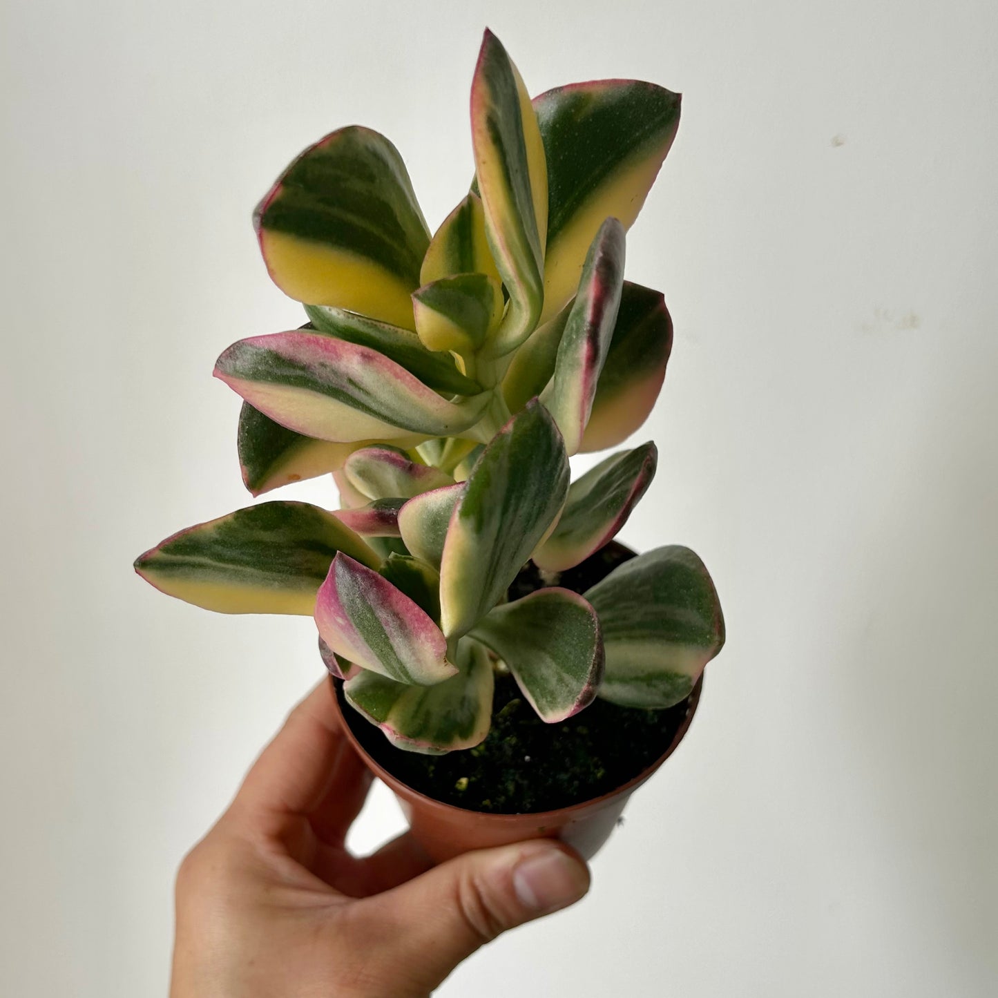 Variegated Jade Succulent (Crassula ovata Tricolour) 3.25”pot