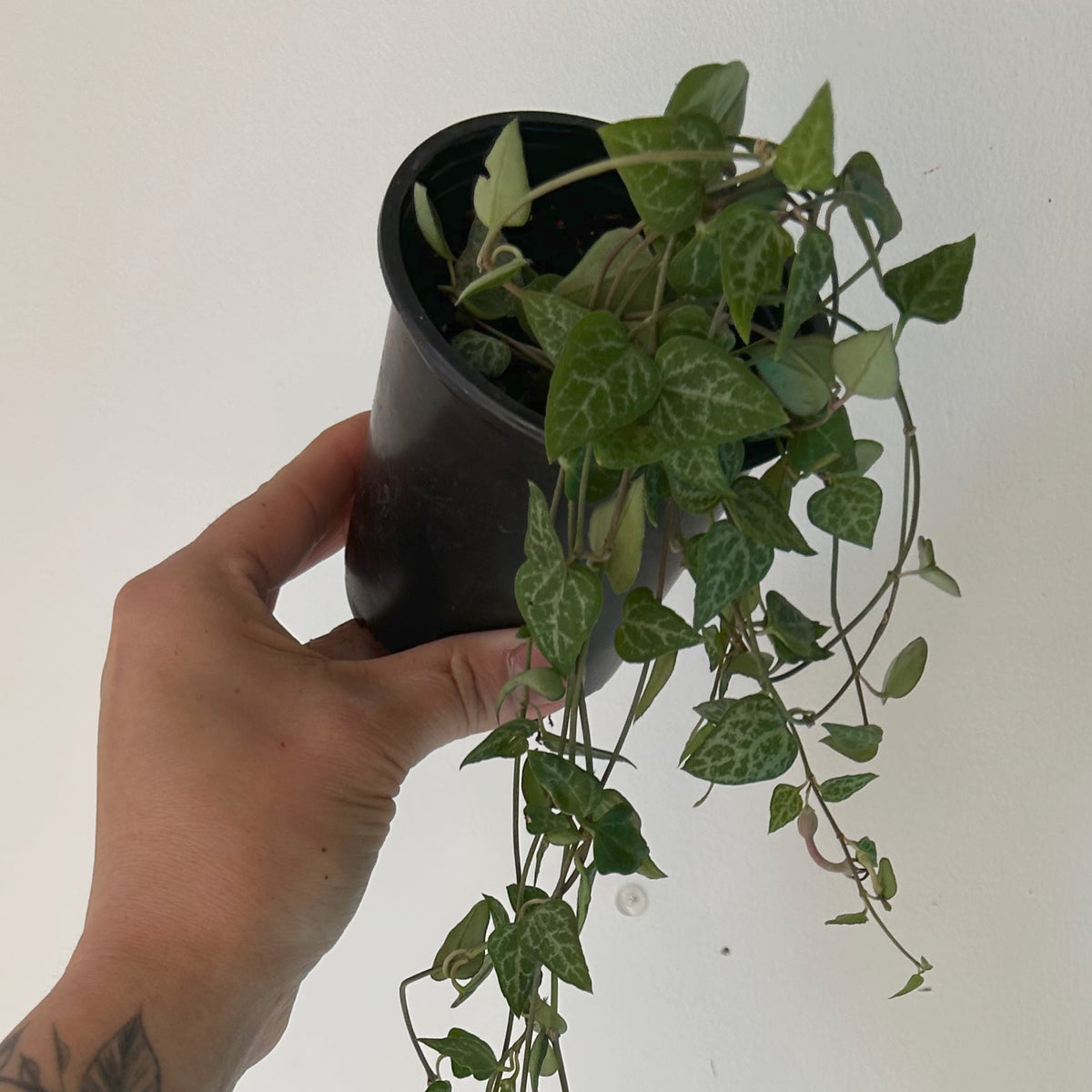 String of Arrows (Ceropegia woodii) 3.5” pot