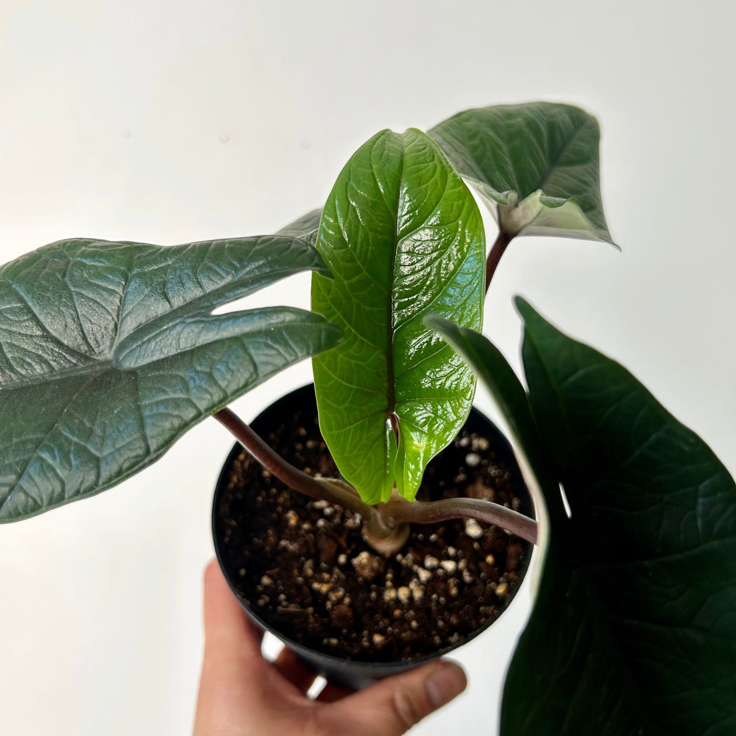 Alocasia scalprum 6” pot