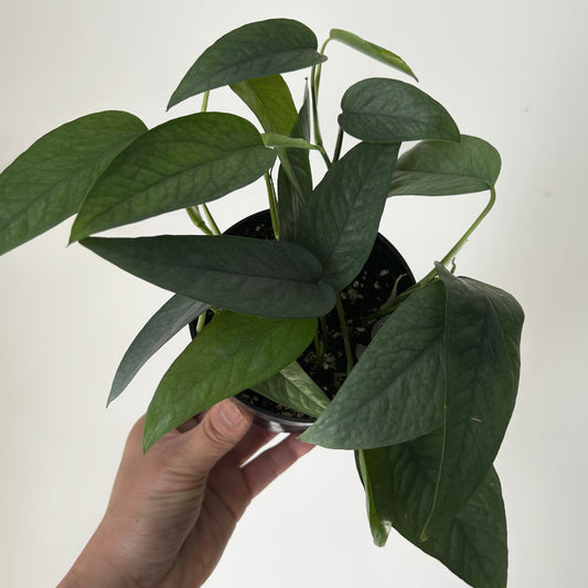 Pothos “Cebu Blue” 4”pot