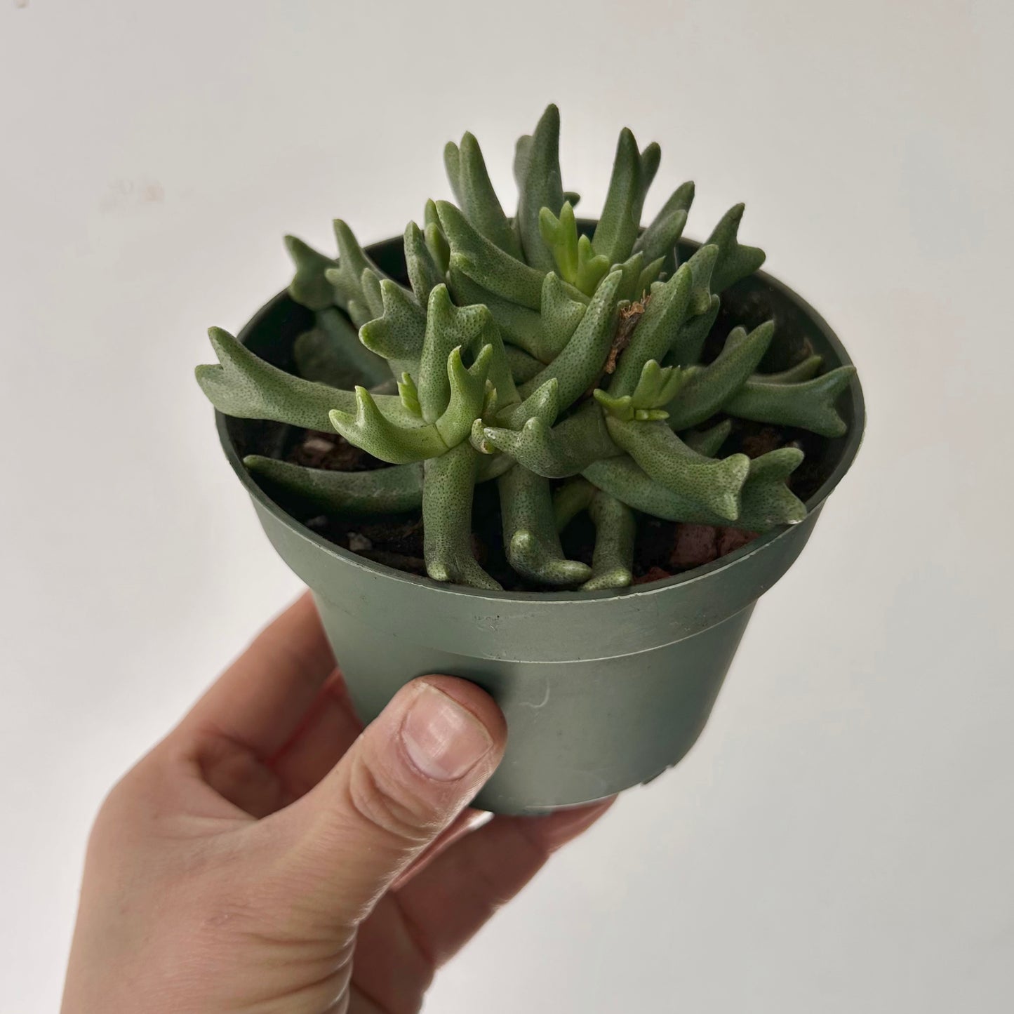 Elkhorn Succulent (rhombophyllum dolabriforme) 4” pot