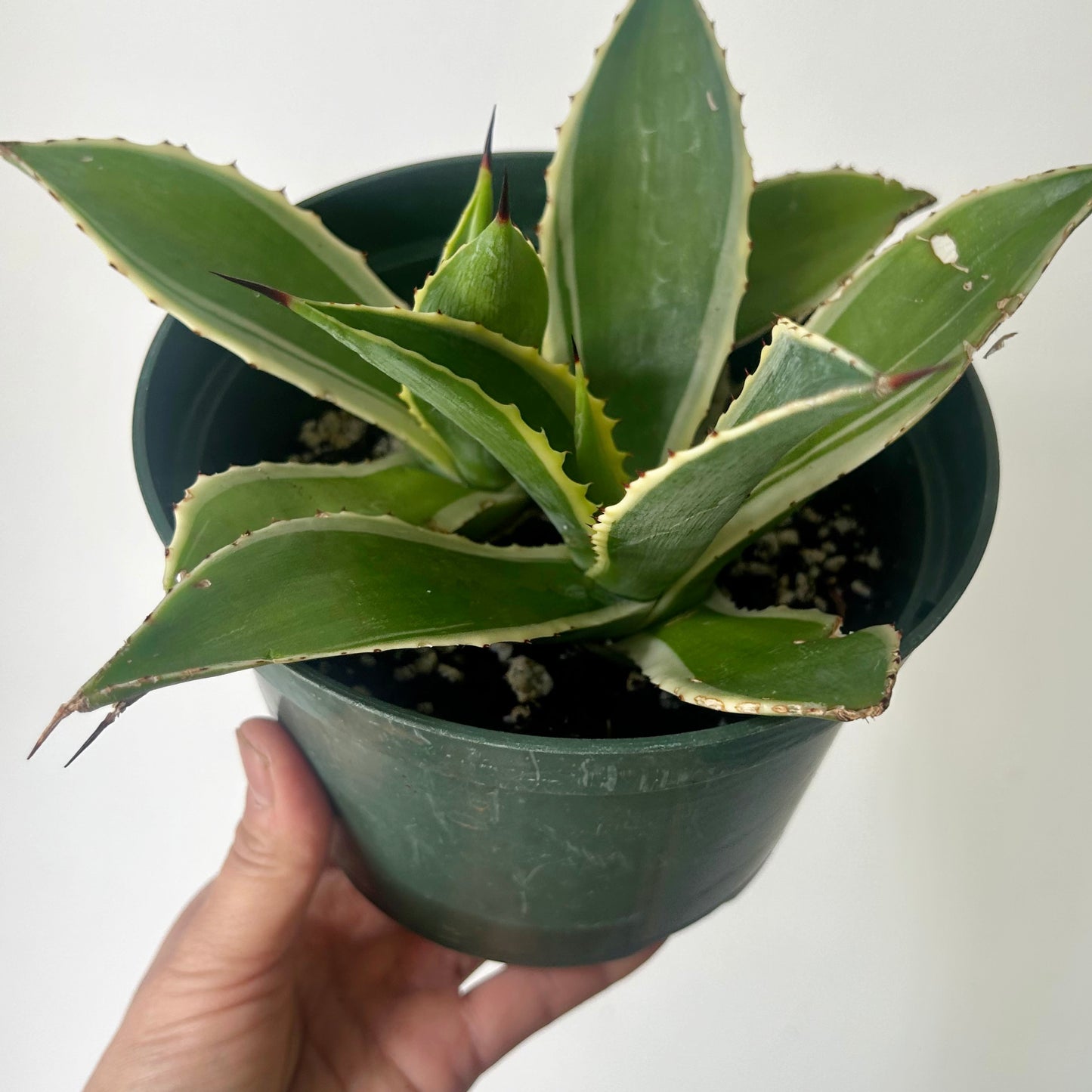 Variegated Agave 6”pot