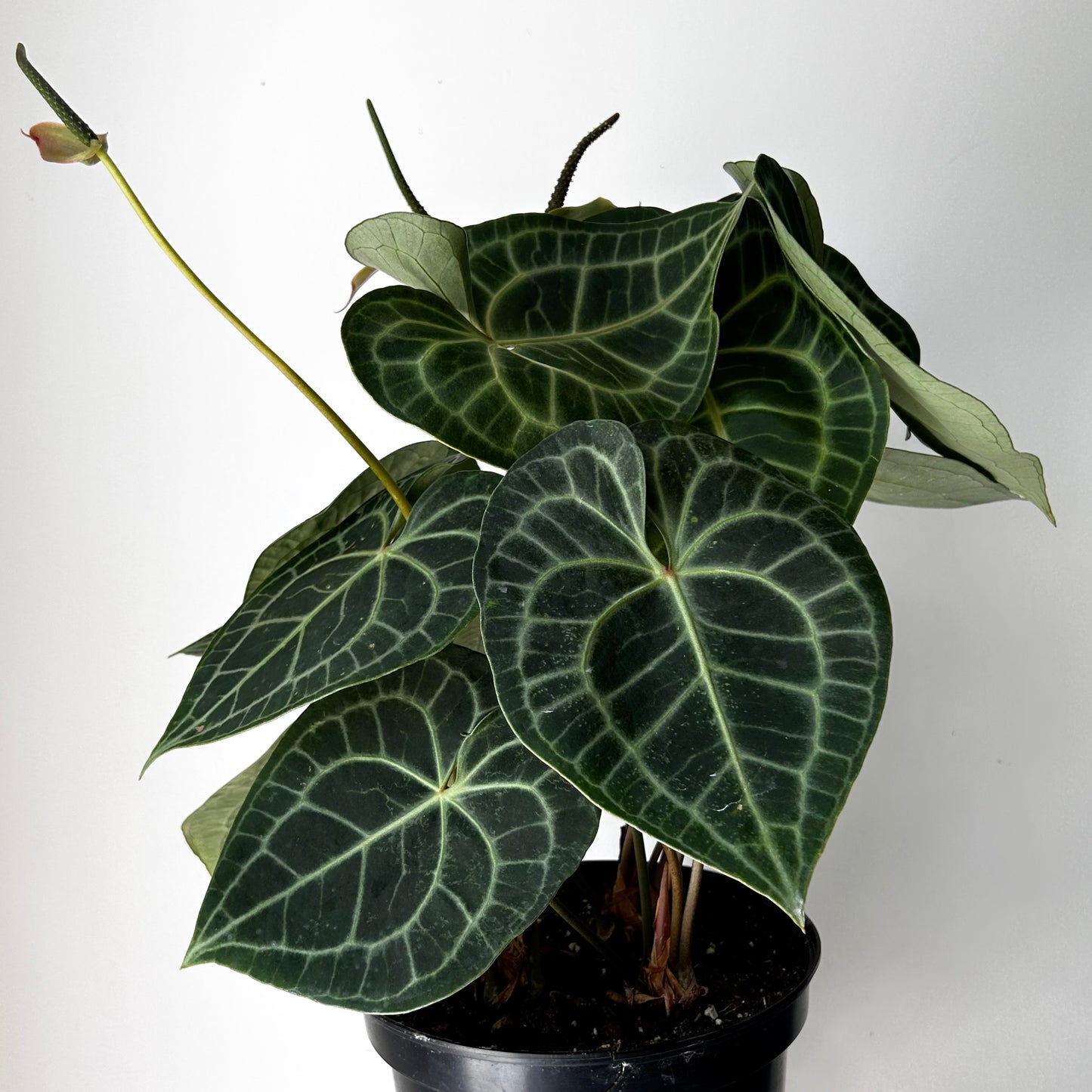 Anthurium clarinervium approximately 2ft tall in 10” pot