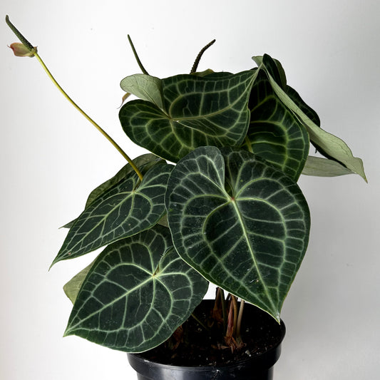 Anthurium clarinervium approximately 2ft tall in 10” pot