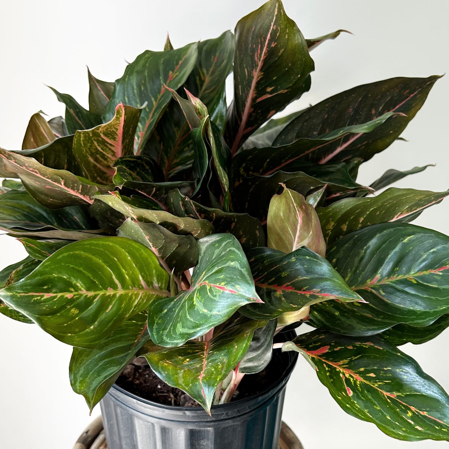 Aglaonema “Garnet Coltrane’ approximately 20 inches tall in 10” pot
