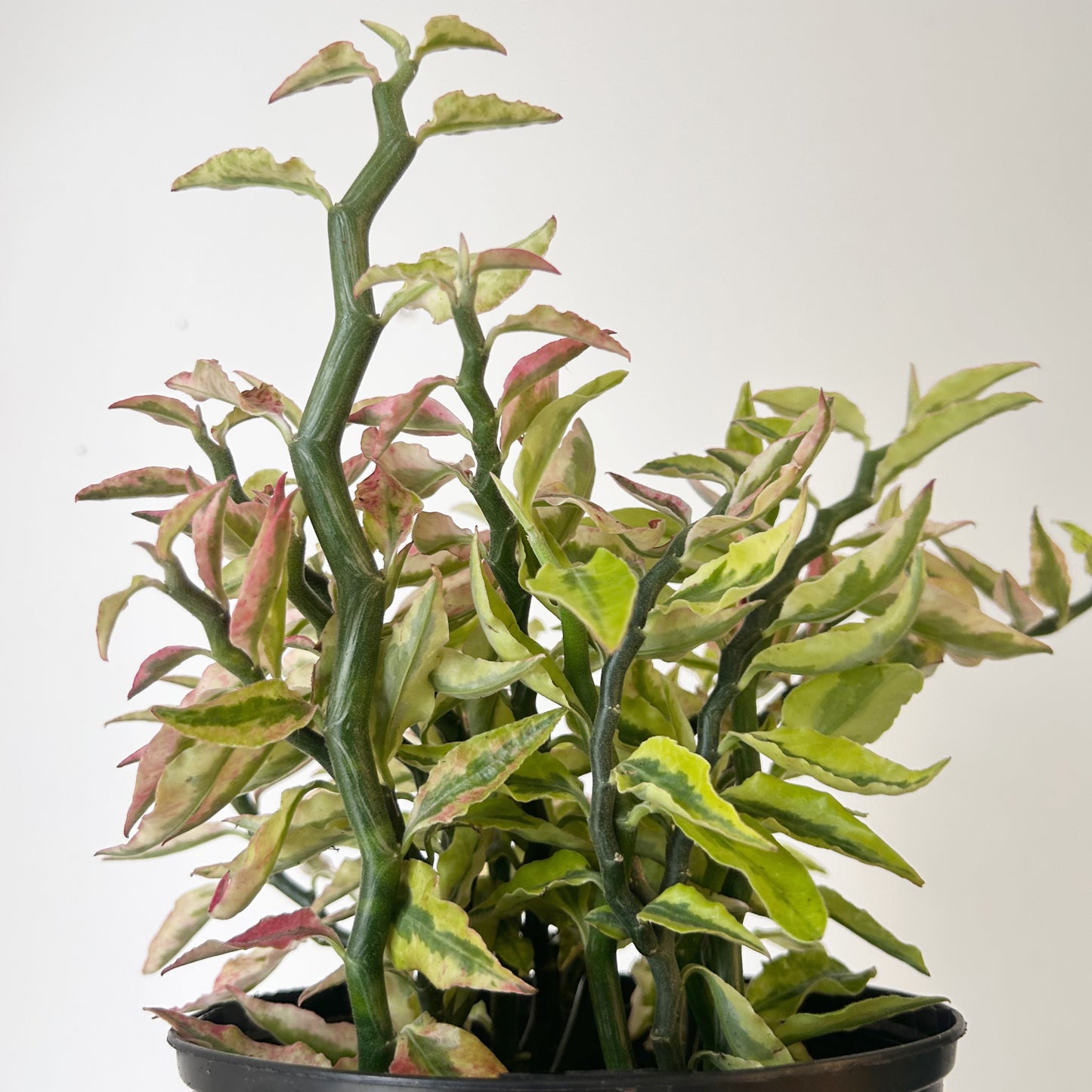Variegated Devil’s Backbone Succulent (Euphorbia tithymaloides)