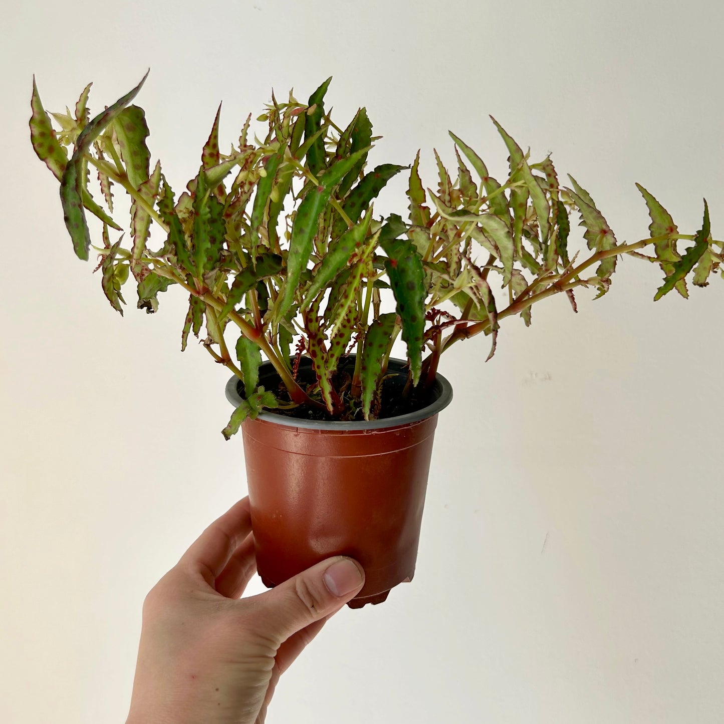 Begonia Amphioxus 4.25”pot