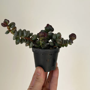 Adromischus subdistichus 2.5” pot
