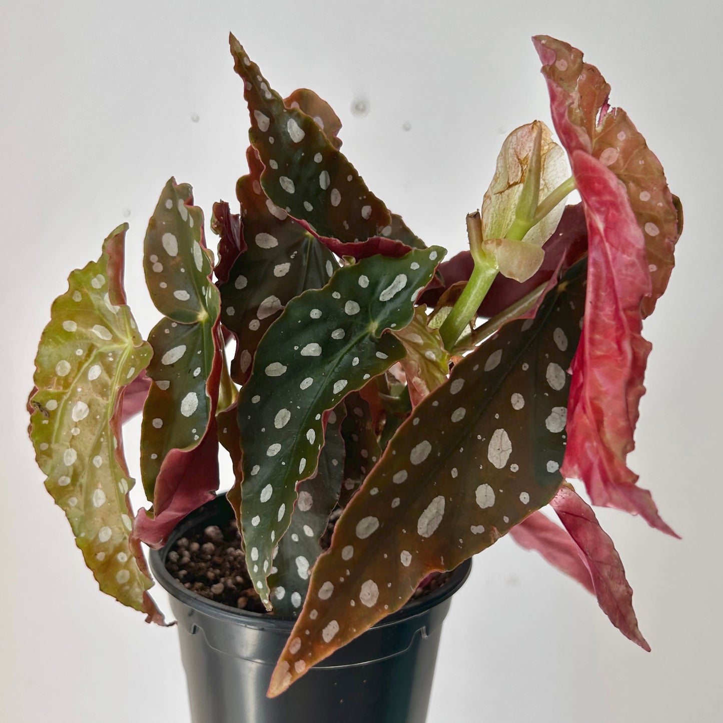 Polka Dot Begonia maculata 4.25”pot