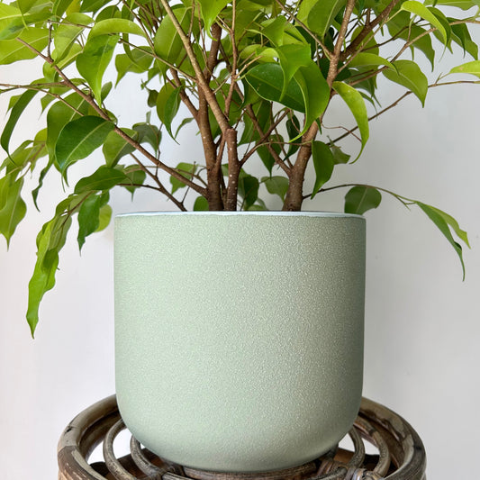 CLOVER Decorative Pot (available in two sizes)