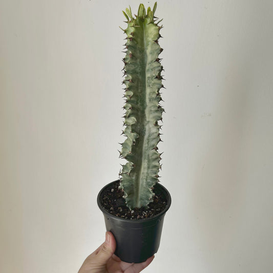 Variegated Euphorbia erythraeae approximately  14 inches tall in 4.5” pot
