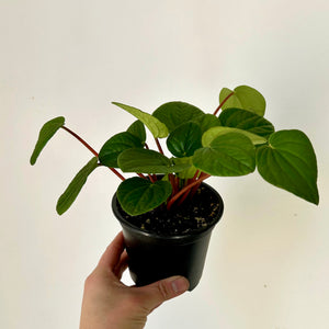 Peperomia “Rana Verde” 4” pot