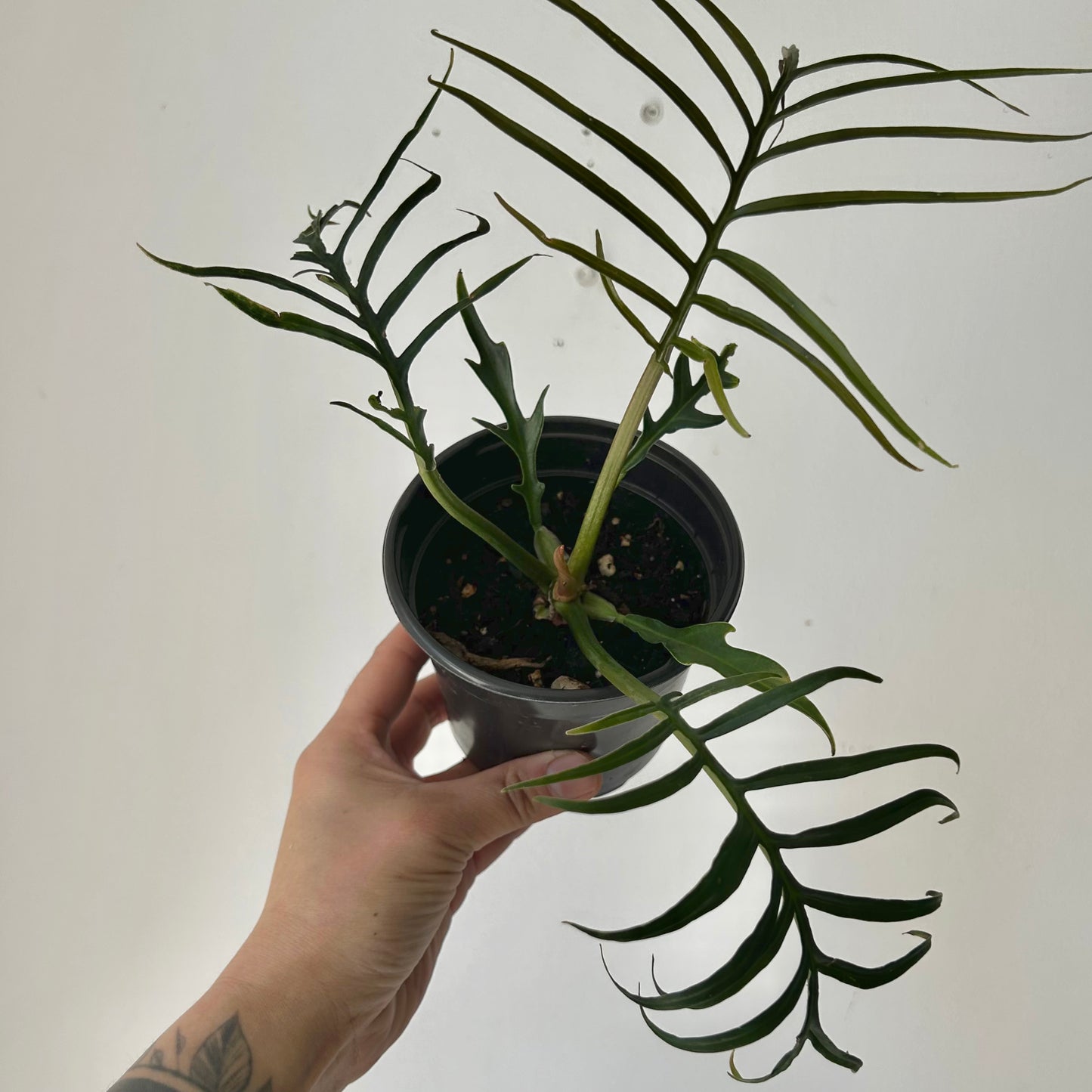 Philodendron Tortum 4”pot