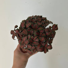 Load image into Gallery viewer, Fittonia flammule 3.5”pot
