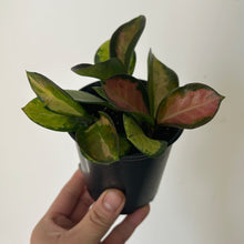 Load image into Gallery viewer, Hoya Australis “Lisa” 3.5” pot
