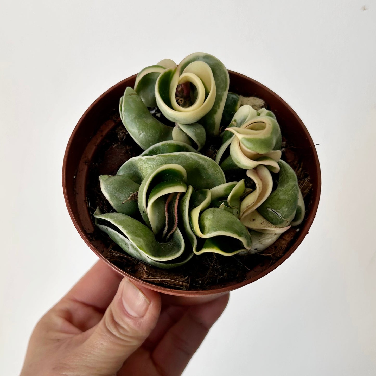 Variegated Rope Hoya (Carnosa compacta) 3.5” pot