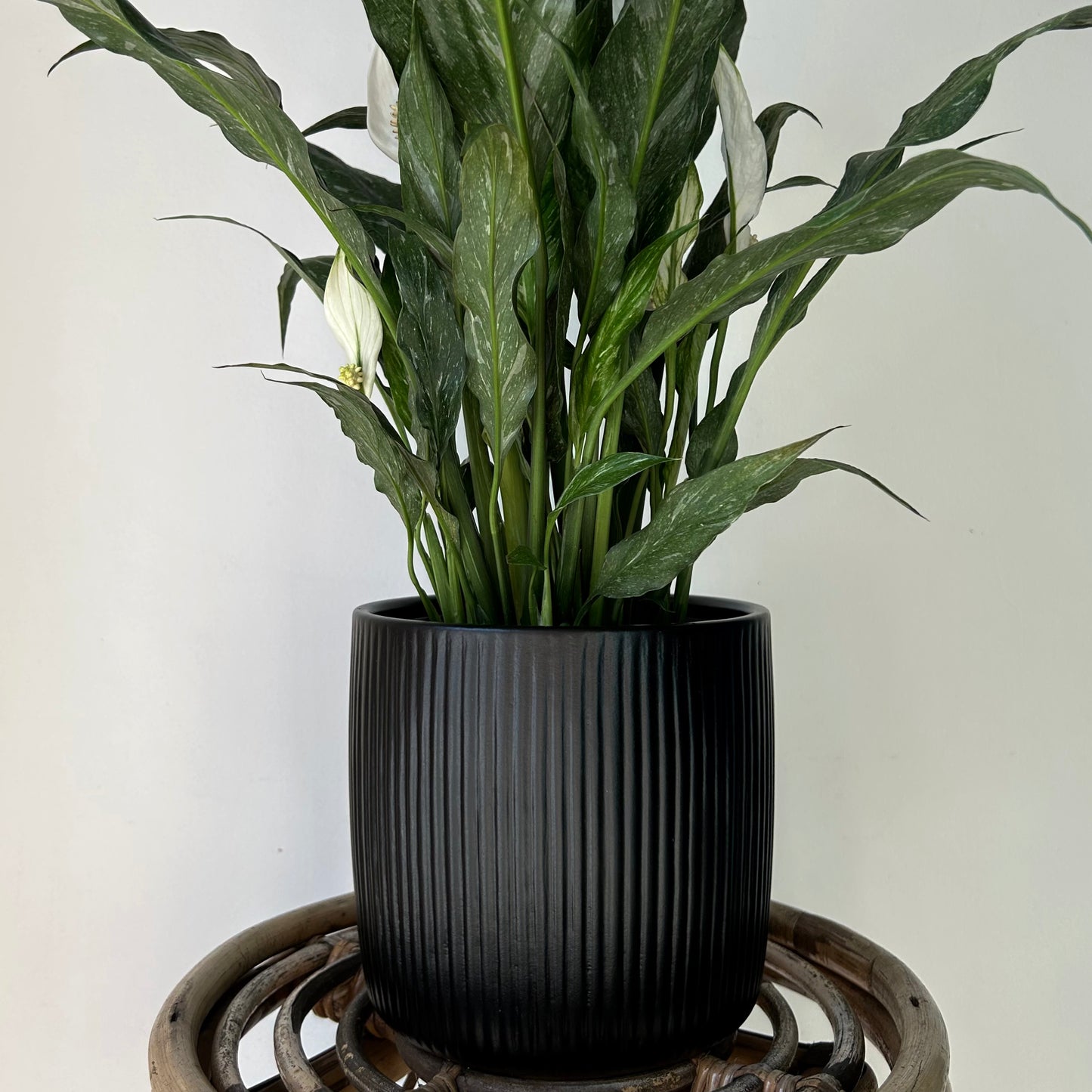 LUNA Vertical Stripe Decorative Pot BLACK (available in two sizes)