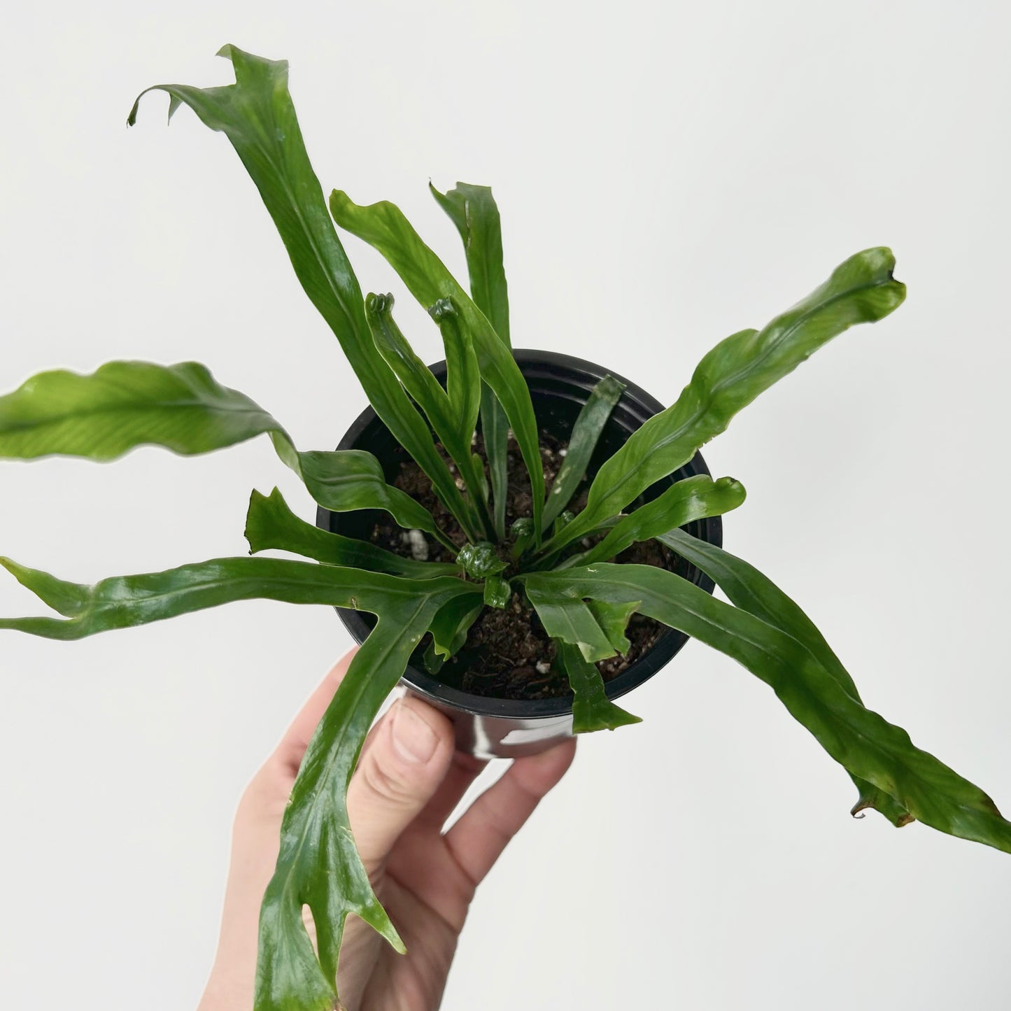 Birds Nest Fern (Asplenium) 3.5”pot