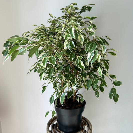 Variegated Ficus Benjamina 8” pot