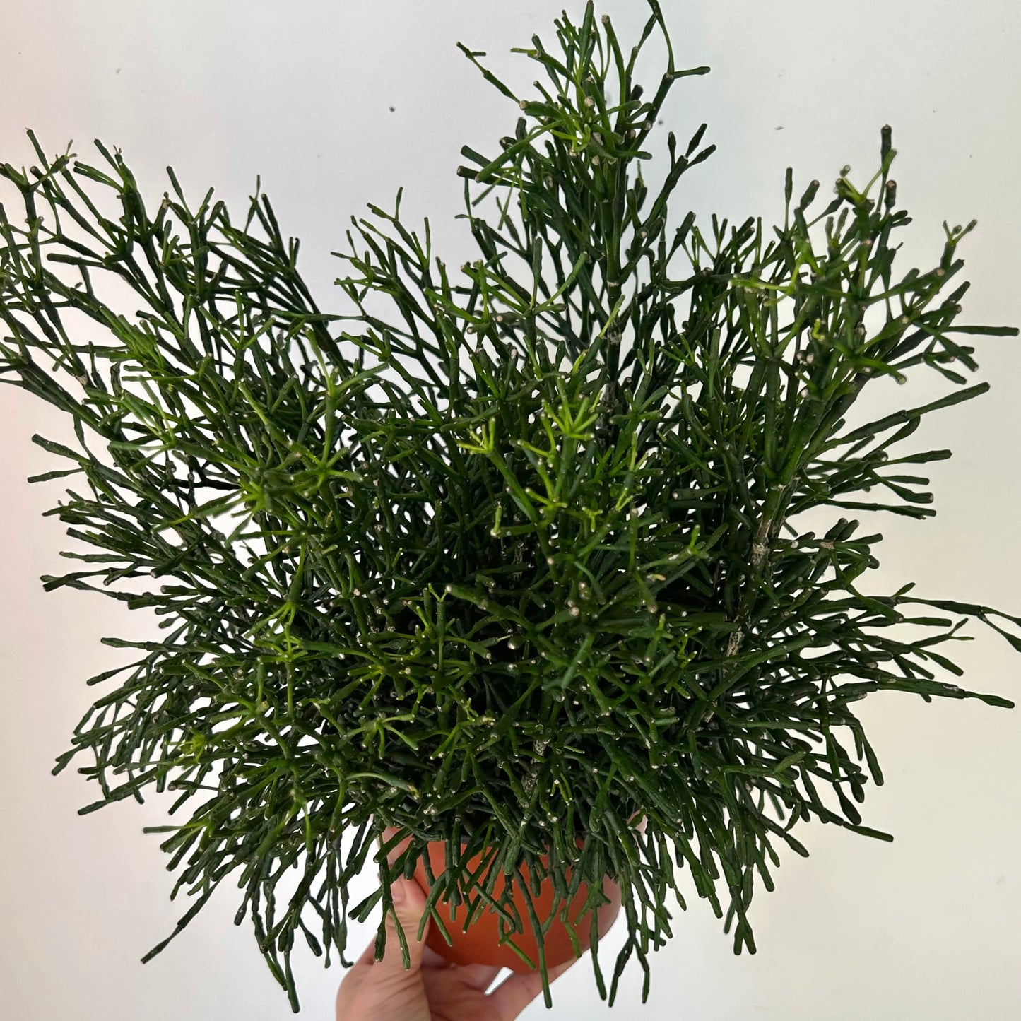 Bottle Cactus (Hatiora salicornioides ) 6” pot