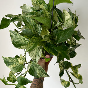 Pothos “Marble Queen” 6” hanging basket