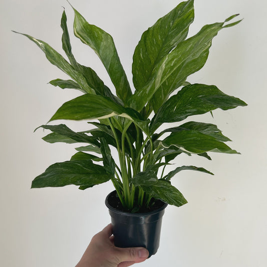 Peace Lily “Domino” (Variegated) 4”pot