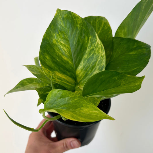 Pothos “Neon Queen” 4”pot