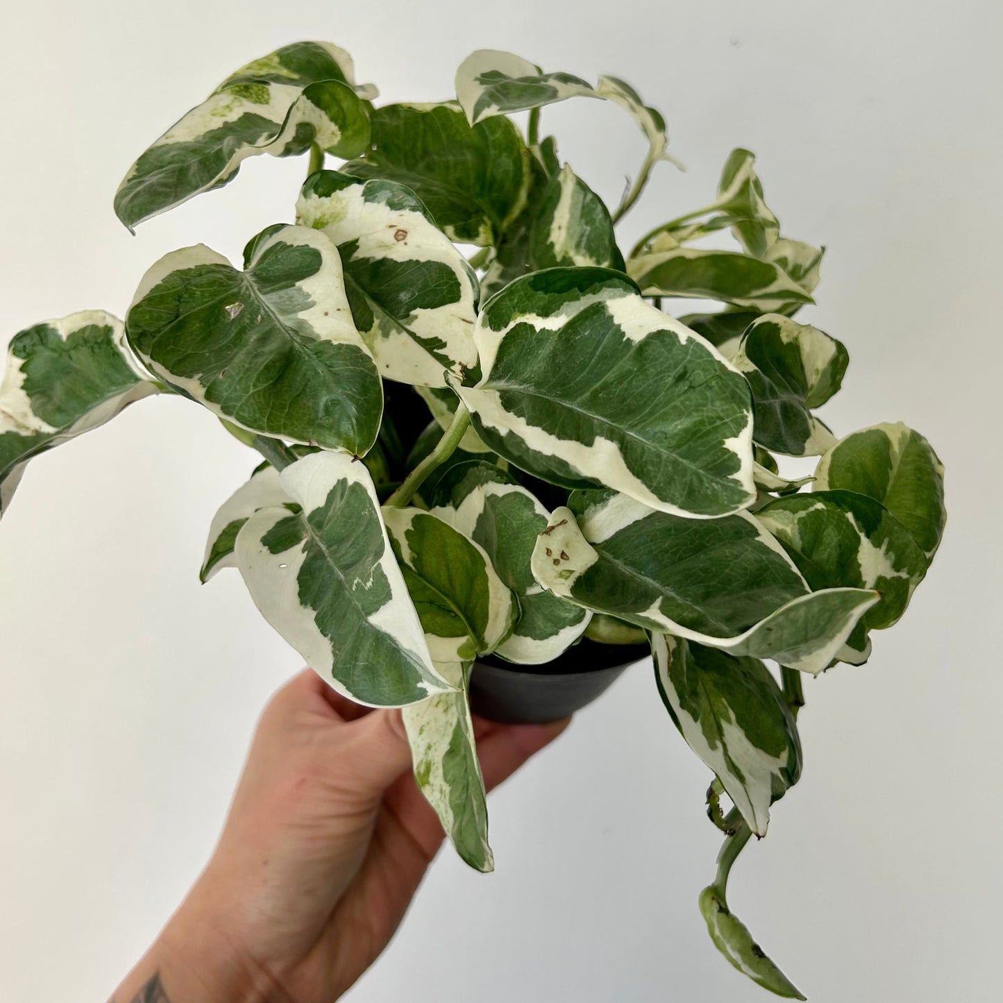 Pothos NJoy 4”pot