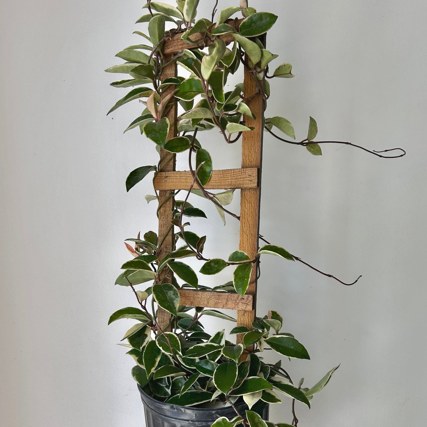 Hoya carnosa "Krimson Queen” on wood trellis 10” pot