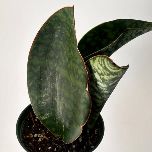 Sansevieria “Whale Fin” in 6” pot